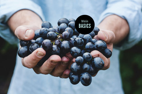 29. NOV | DAS KLEINE WEINMAL EINS